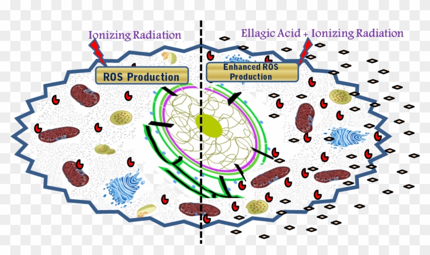 Model Showing Effect Of Ionizing Radiation Alone And - Circle Clipart #4614323