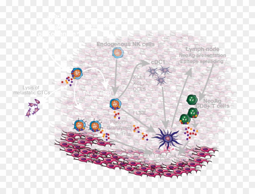 Nk Cell Biology And Cutting Edge In House Screening - Illustration Clipart #4614361