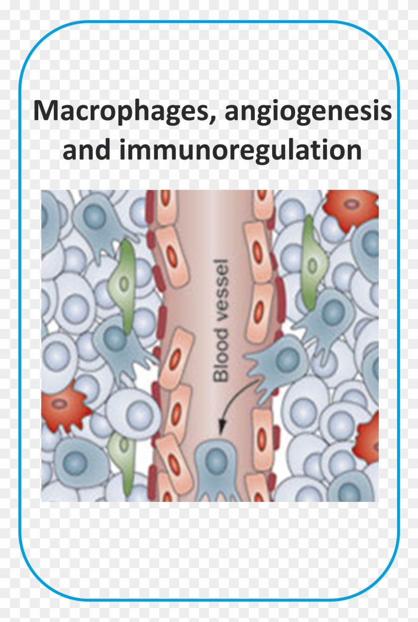 Image Macrophages Angiogenesis - Pro Angiogenic Macrophages Genes Clipart #4614420