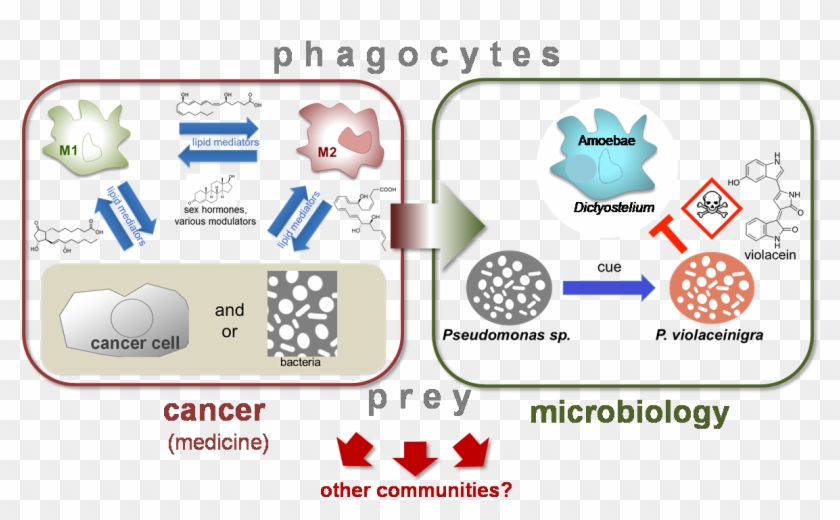 Enlarge Image - Ghs Clipart #4614480