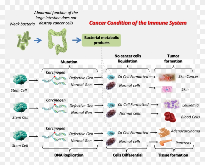 This Phenomenon Is Called The Oncopolitical Activity - Abnormal Immune Cancer Clipart #4614697