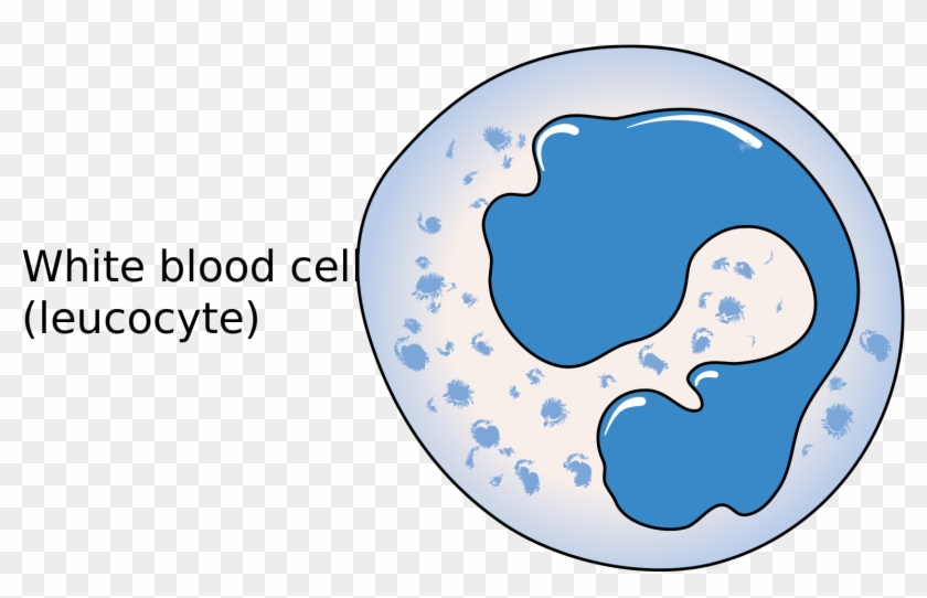 Picture Black And White File Diagram Of A Leucocyte - White Blood Cells Diagram Clipart #4614829