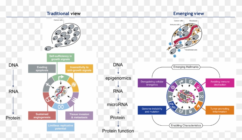 Hanahan D, Weinberg Ra - Hanahan E Weinberg 2000 Clipart #4615067