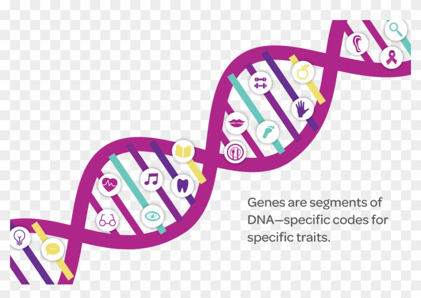 Dna Structure Clipart Genetic Trait - Dna Chromosome Gene Clipart - Png Download #4615440