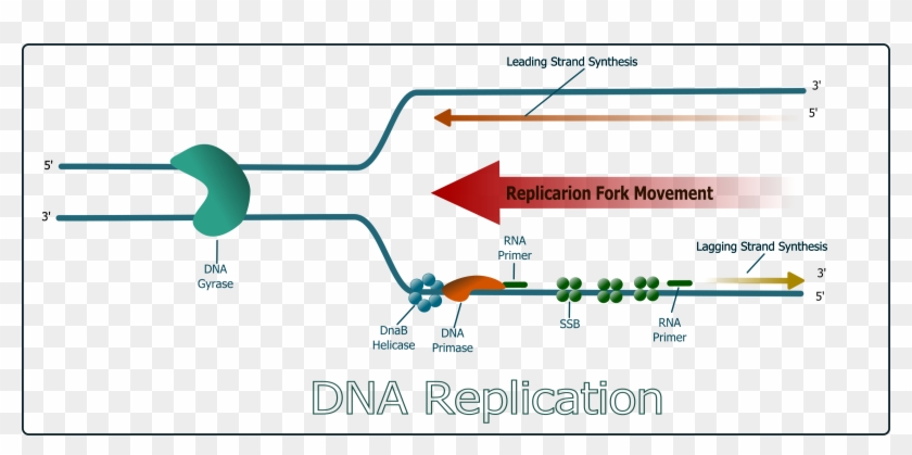 Dna Clipart Dna Replication - Dna Replication No Background - Png Download