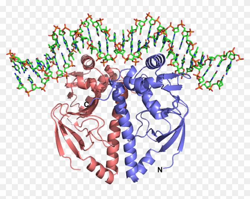 Dna Structure Clipart Protein Structure - Protein Structure High Resolution - Png Download
