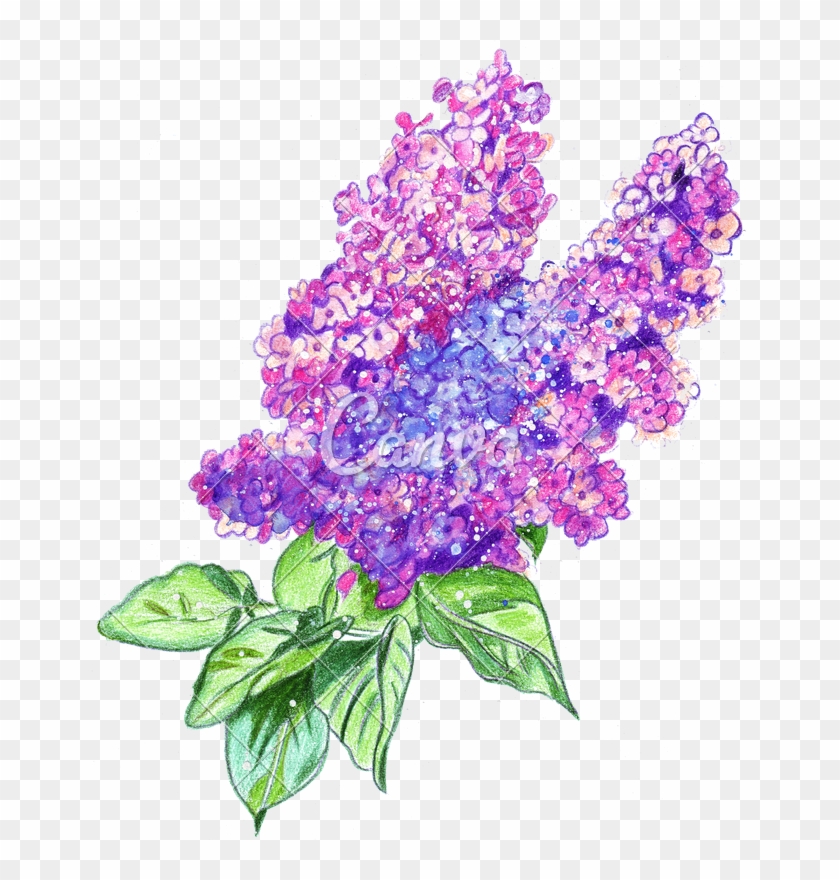 Jpg Free Library Hand Drawing Of A Watercolor Lilac - Hand Drawn Watercolor Png Clipart #4616002