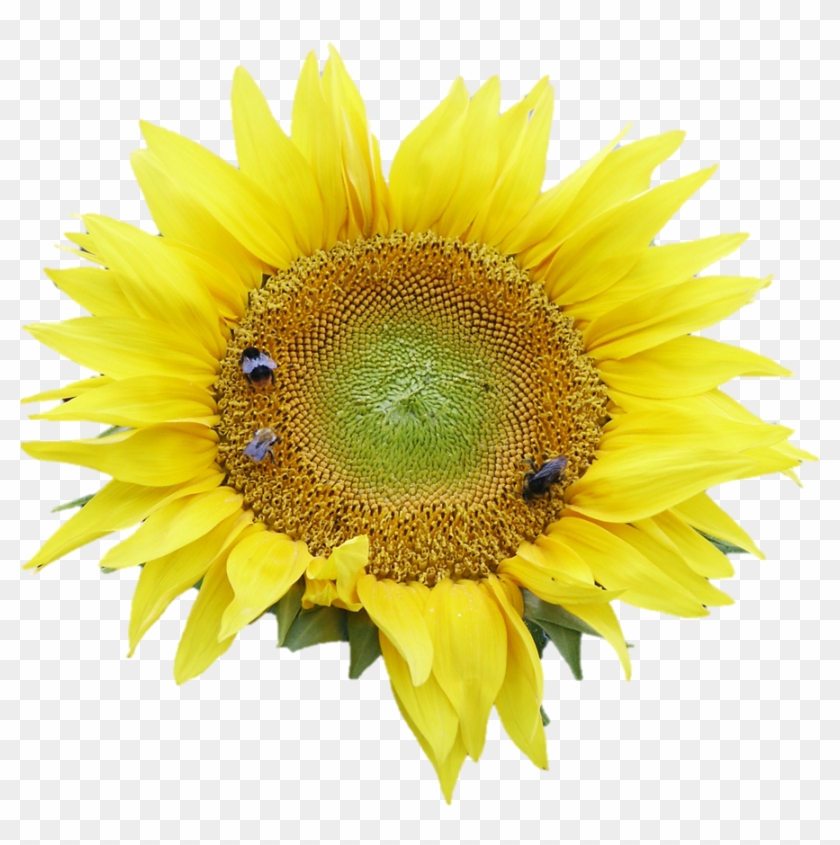 Sunflower Clipart