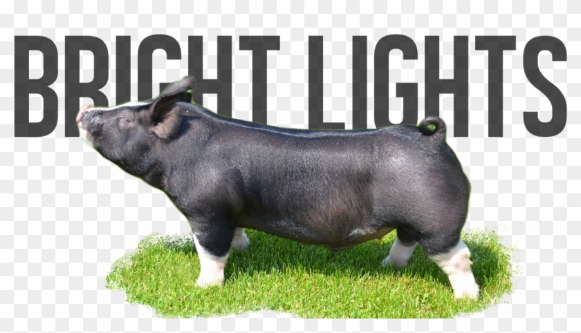 Domestic Pig Clipart #4618016