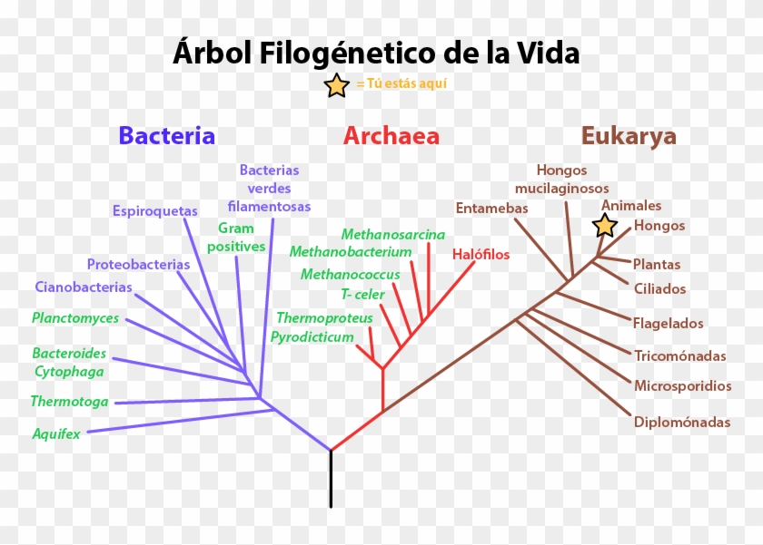 Arbol De La Vida - Phylogenetic Tree Clipart #4618568