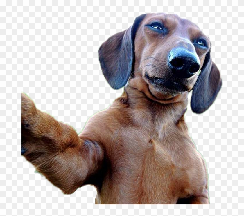 #dog #selfie #dogselfie - Selfie Stick With Animals Clipart