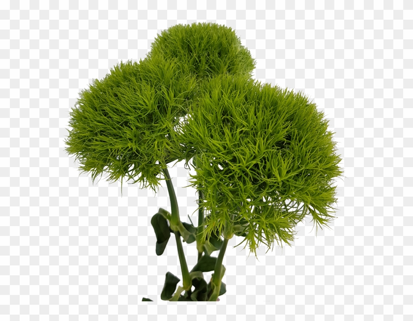 Green Ball - Pond Pine Clipart #4623051