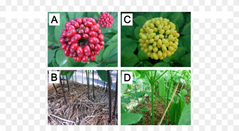 Distinct Characteristics Of Berry And Stem Of Two P - Silver Buffaloberry Clipart