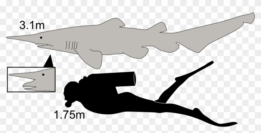 Goblin Wikipedia - Goblin Shark Compared To Human Clipart #4627058