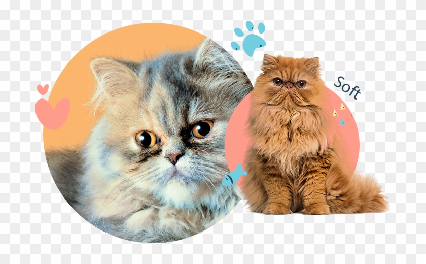 Persian Cats - Different Types Of Cats Clipart