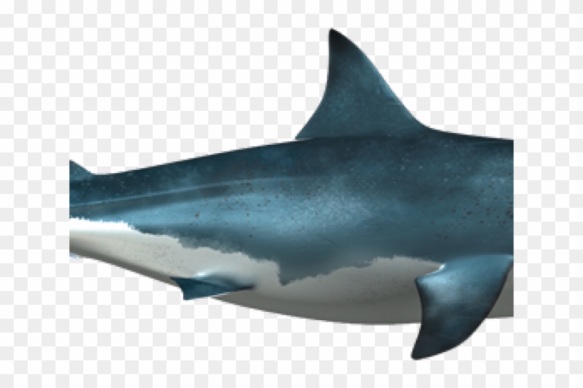 Shark Clipart #4627405