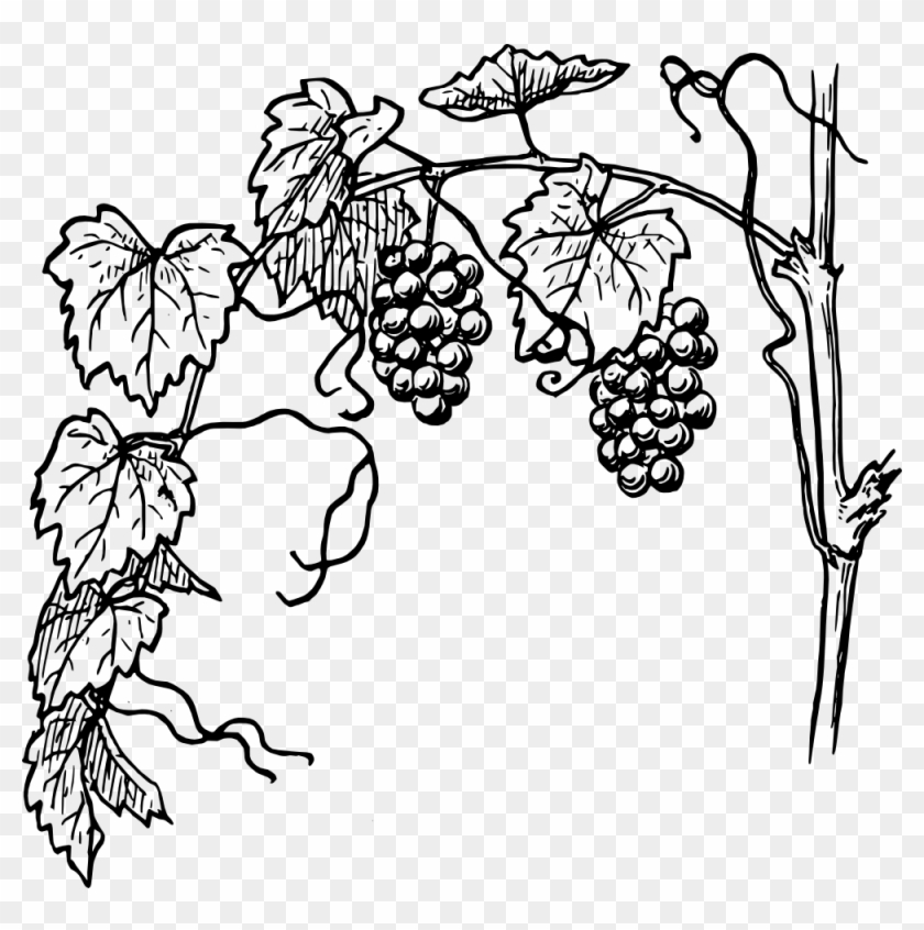 Grapes Vine Clipart - Vine With Branches - Png Download