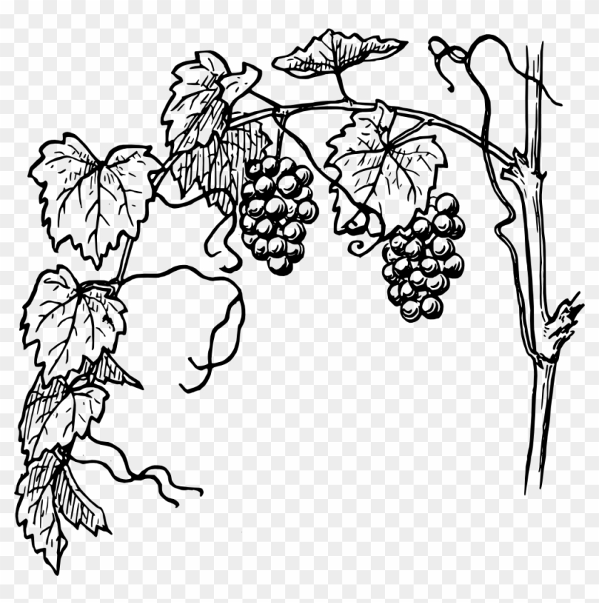 Grapes Vine Clipart - Vine With Branches - Png Download #4629166