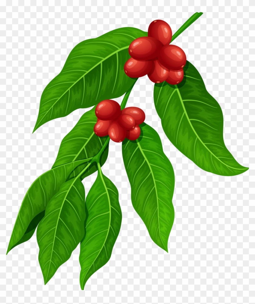 Coffee Plant - Coffee Leaf Illustration Clipart #4629413