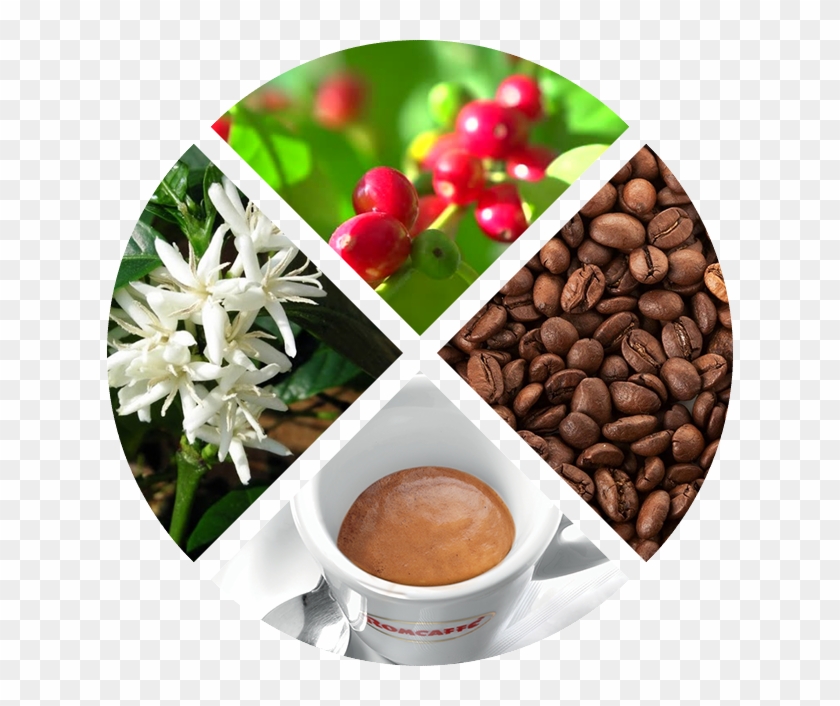 Coffe - Pianta E Fiore Del Caffè Clipart #4629489