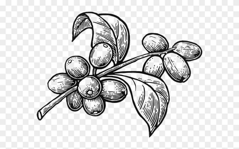Organic Robusta Coffee - Coffee Plant Vector Png Clipart