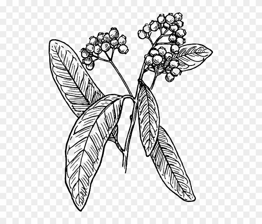 Coffee Tree Vector Png Clipart