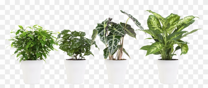 4 × Potted Plant Ficus Green Kinky, Coffee Plant, Elefant Clipart #4629938