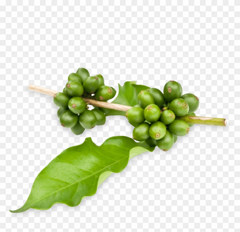 Prozis Green Coffee Extract - Fig Clipart #4630221