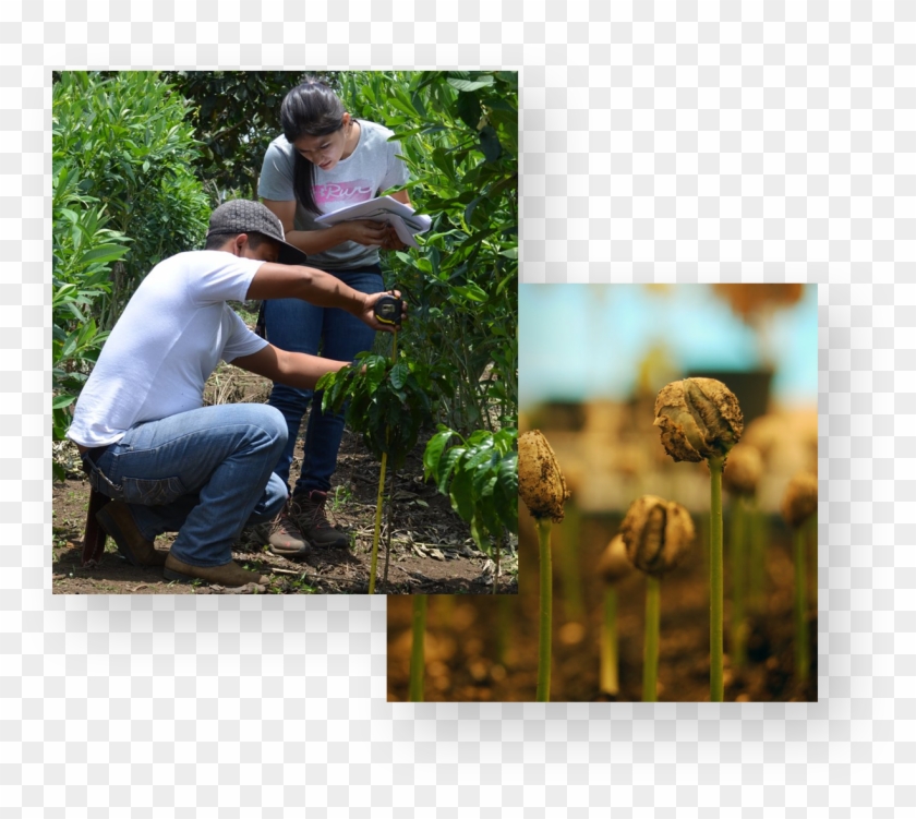 People Examining The Coffee Trees - Collage Clipart