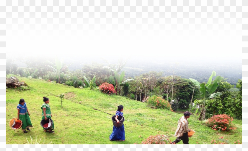 We Are Not A Coffee Farm, We Are A Coffee Garden - Field Clipart #4630592