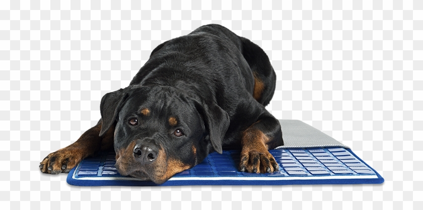 Gel Cell Cooling Cushion - Enchanted Home Pet Clipart #4631343