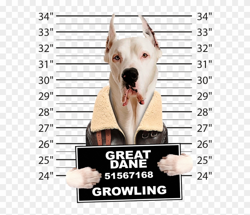 Very Cool Great Dane Mug Shot Funny Dog Art Long Sleeve - Dog Yawns Clipart #4631383