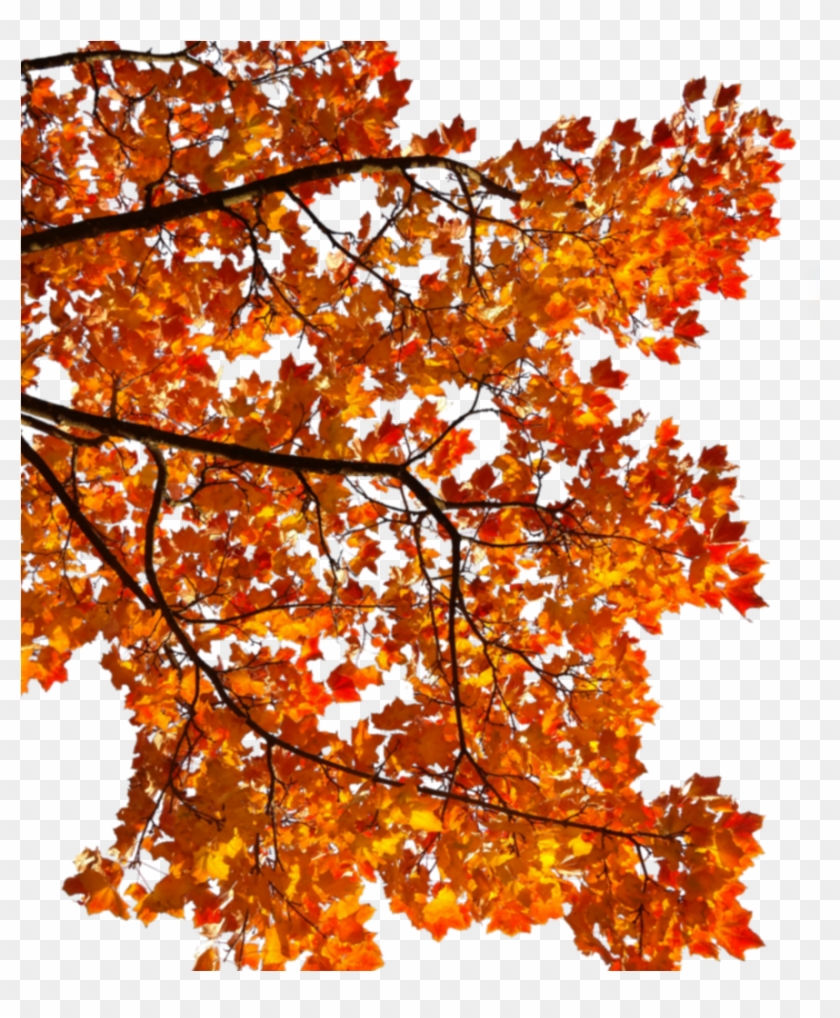 #mq #tree #orange #leaf #autumn #fall - Autumn Tree Branch Png Clipart #4631992