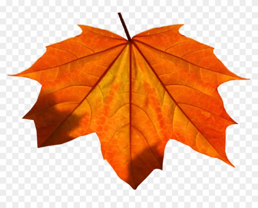 Orange Leaf Png Clipart