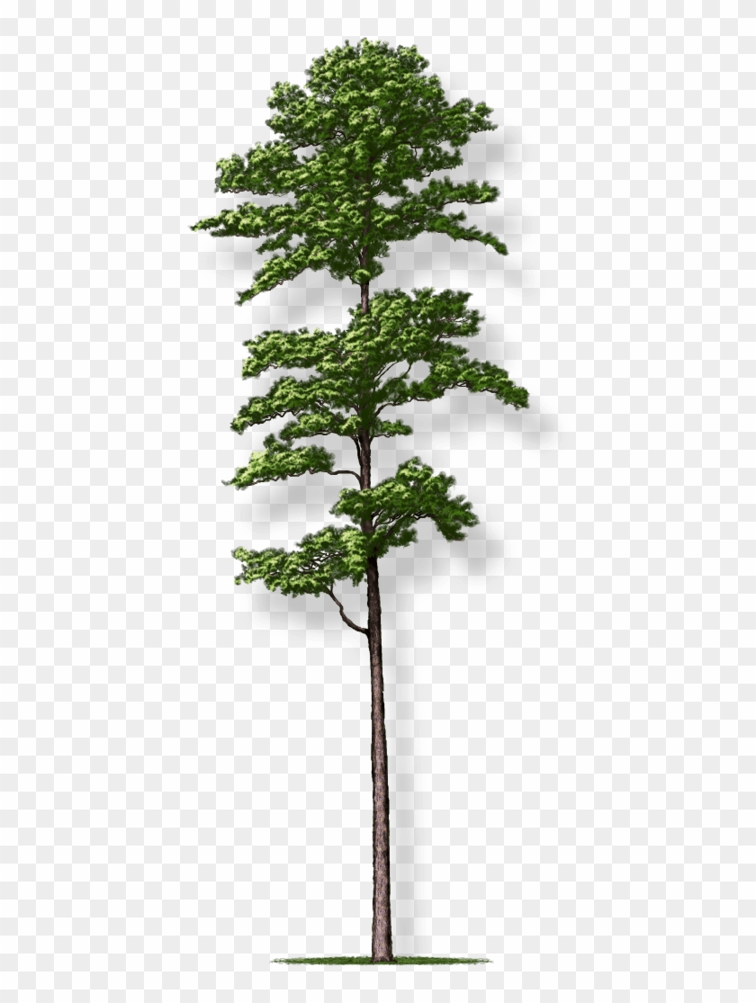 Tree Height - Pond Pine Clipart