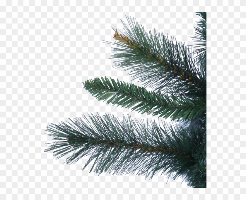 Christmas Tree Halifax - Julgran Halifax Clipart