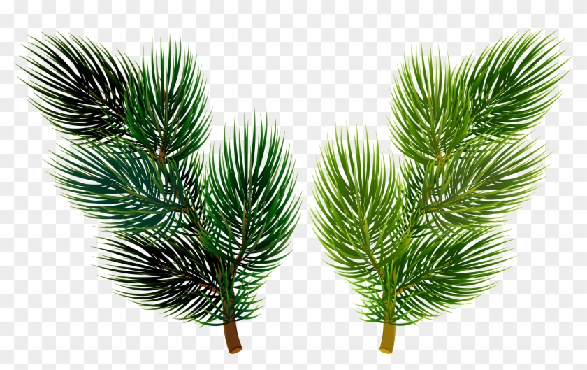 Pine Branches Png Clipart #4632216