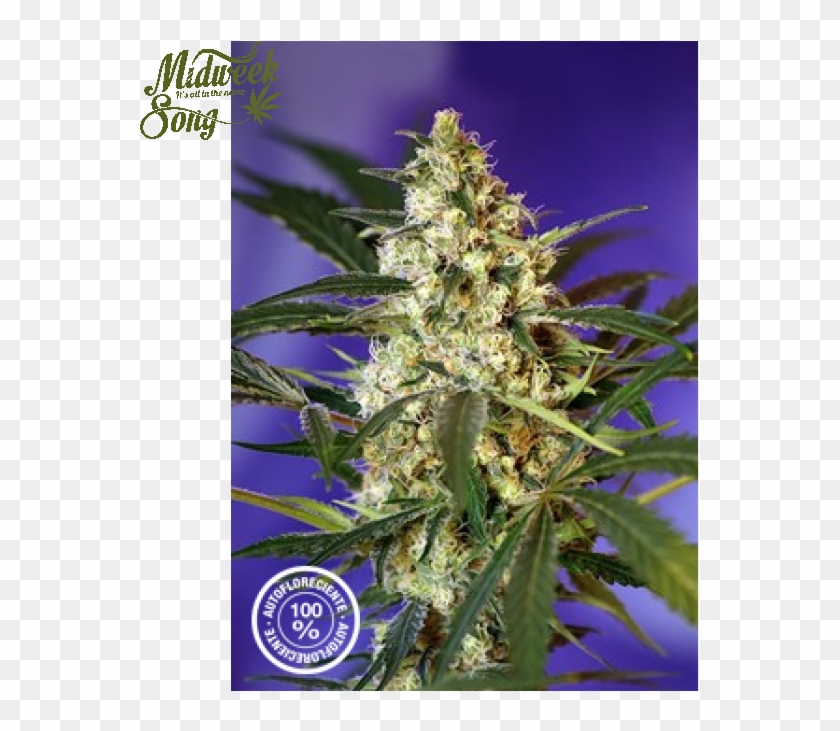 Sweet Seeds Fast Bud Marijuana Seeds - Fast Bud 2 Clipart