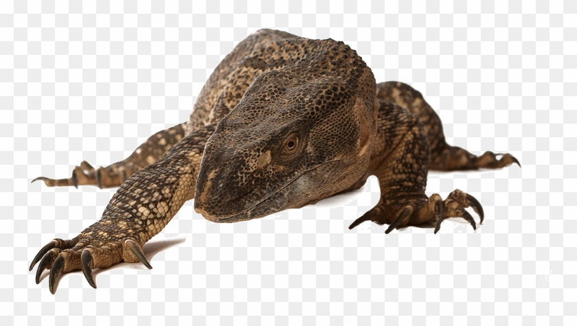 Reptiles - Komodo Dragon Clipart #4633020