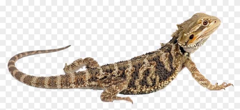 All Of Our Event Animals Are Born In Captivity And - Bearded Dragon Clip Art - Png Download