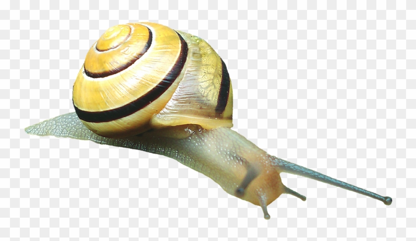 Snail, Shell, Snail Shell, Molluscs, Reptiles - Molluscs Png Clipart
