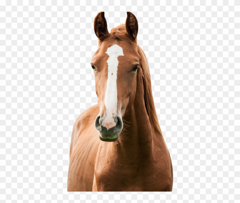 A Police Horse Named Jacob Is "trying His Hoof" At - Sorrel Clipart #4634086