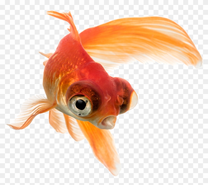 Pez Telescopio Aquatropolis Mallorca - Pez Telescopio Png Clipart