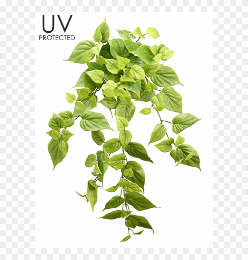 22" Uv Protected Philodendron Bush X10 Light Green - Tree Clipart