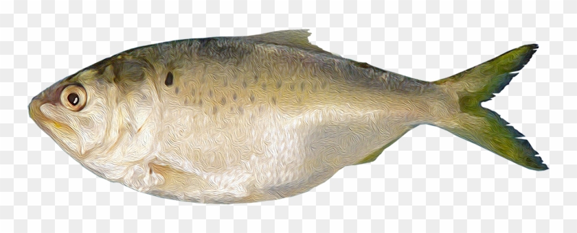 Brevoortia Patronus - Gulf Flounder Clipart #4635046