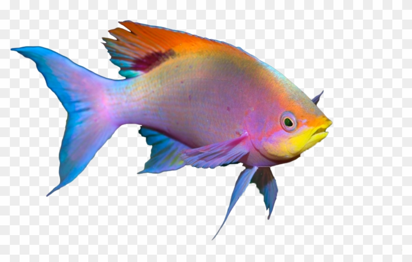 Beautiful Fish Clipart