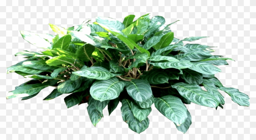 6 - Philodendron - - Houseplant Clipart
