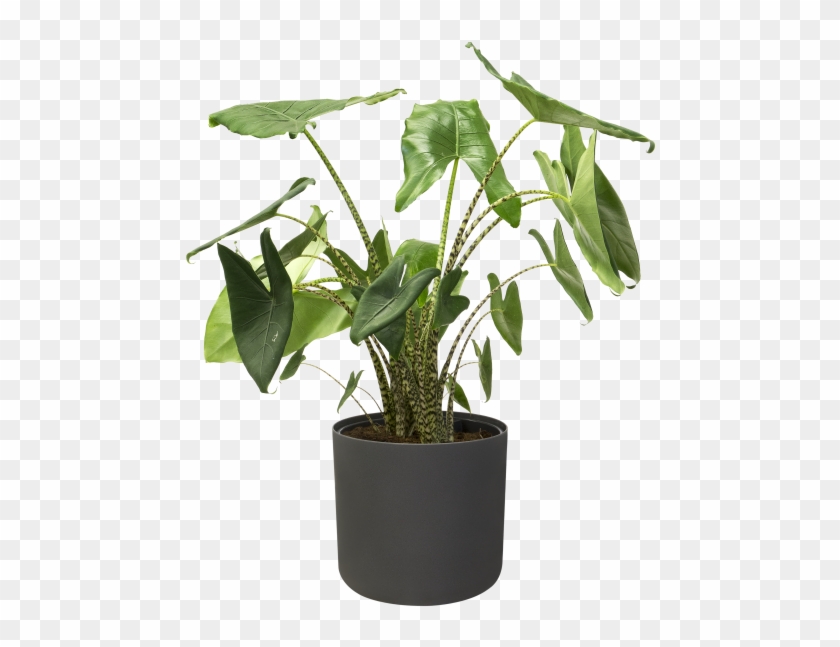 Home > Collection > B - Houseplant Clipart #4635177
