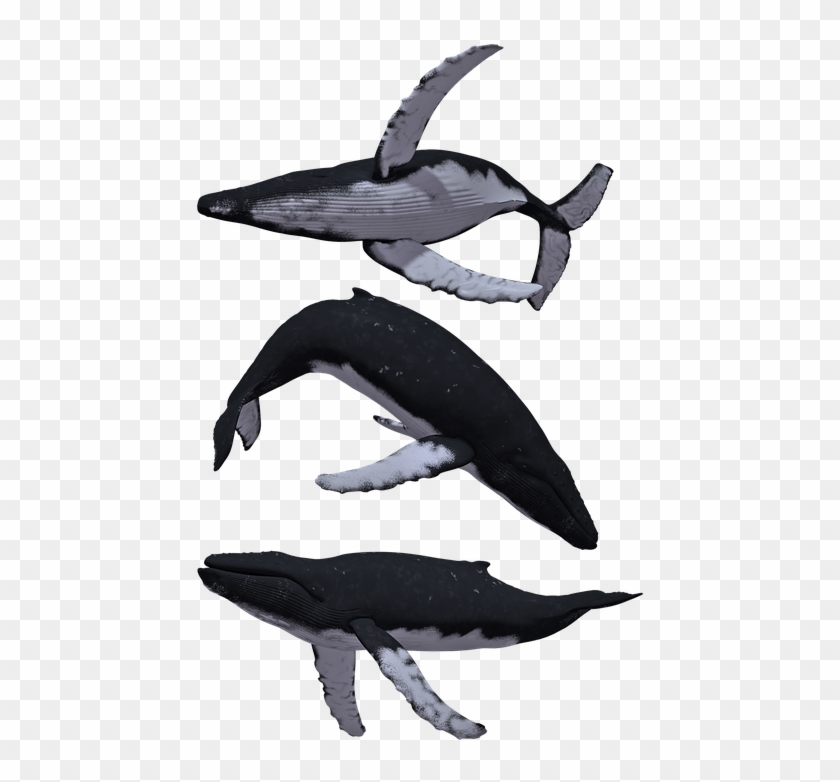 Whale Whales Humpback Baleen Animal Mammal Sea - Humpback Whale White Background Clipart #4635368
