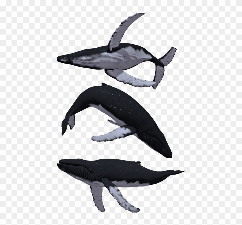 Whale Whales Humpback Baleen Animal Mammal Sea - Humpback Whale White Background Clipart